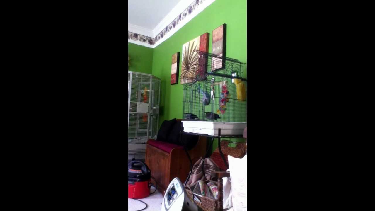 Bird escaping out of his cage