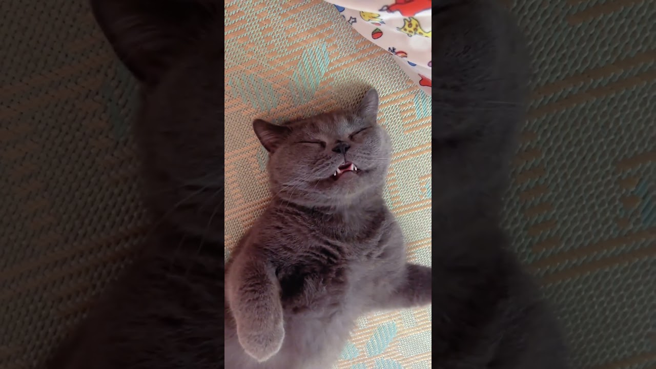 Wow! It looks so content. #cat #cute #catvideos #pets #funny #cutecat #kitten