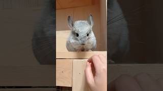 Watch Chinchilla Freedom video