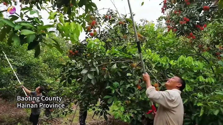 Picking Rambutan in Baoting - DayDayNews