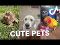 Adorable Pets on TikTok ~ Cute TIK TOK Animals 2020