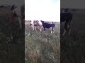 Корова и лошадь, часть вторая