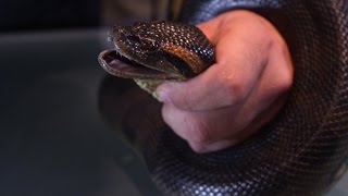 🐍 Anaconda verde (Eunectes murinus) - La serpiente más pesada del mundo 🐍