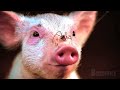かわいい子ブタが美しいクモと友達になる | シャーロットのおくりもの | 映画シーン