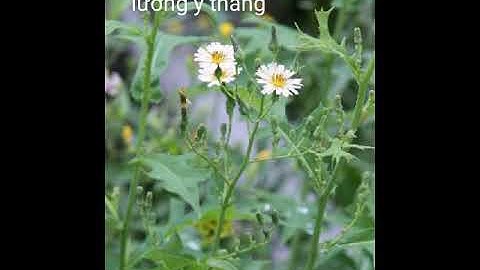 Chữa vú sưng đau, tắc tia sữa với bồ công anh