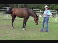 How to Re-train the Ex-Racehorse: OTTB, Billy's first day Round Penning