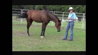How to Re-train the Ex-Racehorse: OTTB, Billy's first day Round Penning