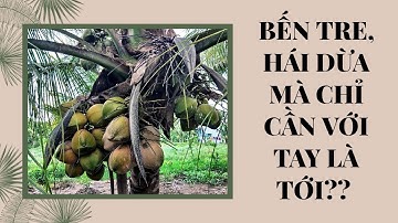 Về Bến Tre hái dừa mà chỉ cần với tay là tới/Du lịch miền Tây/SÀI GÒN DU HÝ#123