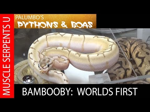 BAM-BOO-BEE NEW WORLDS FIRST Ball Python- Repticon Ft Myers Part 4