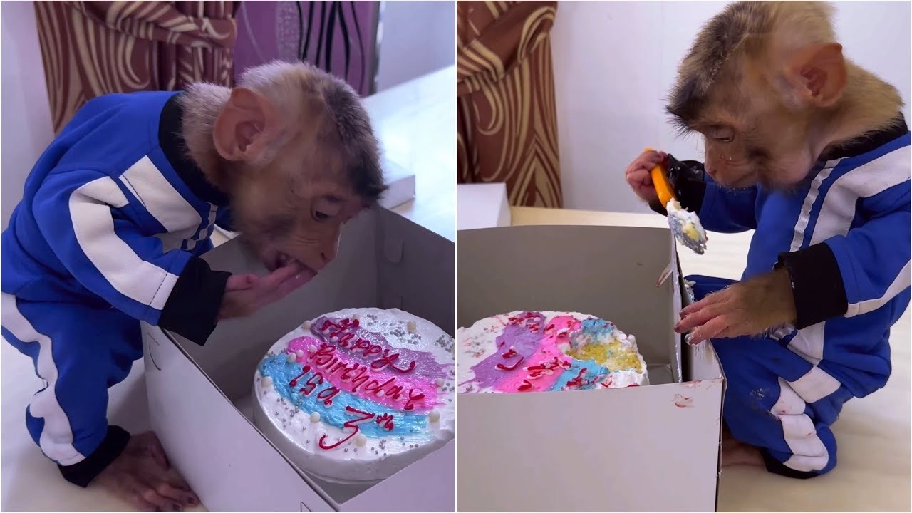 Oh No! Alpha ruins the Birthday Cake that Mommy prepared for isa