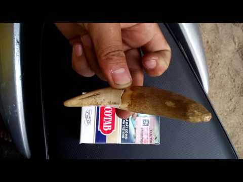 Video Nanh hổ to khủng - youtube