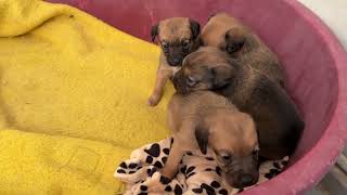 Meli Running Away from her Babies! Mama's Need a Break Too - Takis Shelter