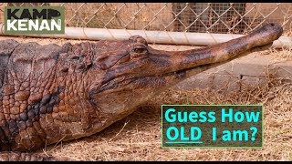 World's Oldest Crocodiles in Captivity!