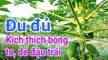 Kỹ thuật trồng đu đủ: P29-Kích thích bông to, dễ đậu trái