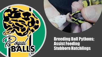 Breeding Ball Pythons; Assist Feeding stubborn hatchlings