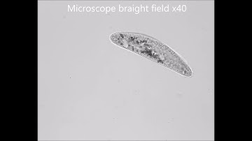 DITECT HAS-DX High-Speed Camera 2000fps Paramecium