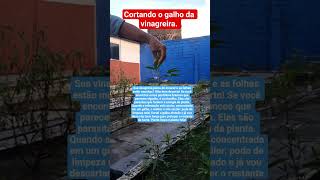 Cortando o galho da vinagreira. 6h30m.