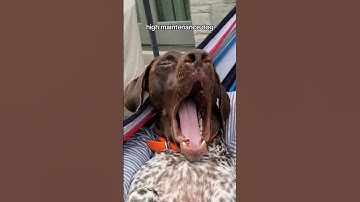 So much for being a hyperactive dog breed #gsp #germanshorthairedpointer #cutedog #birddog #pointer