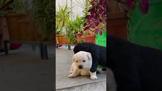 #dogshorts #cutepuppy