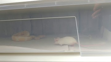 Albino ball python feeding video.