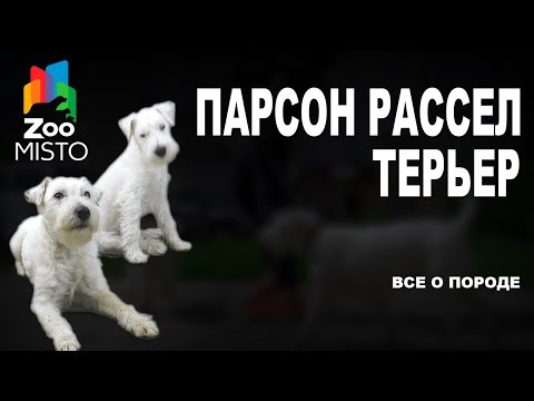 Парсон Рассел Терьер - Все о породе собаки | Собака породы - Парсон Рассел Терьер