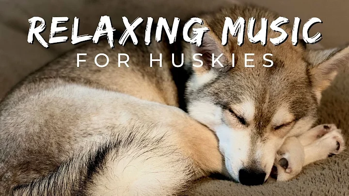 Husky Calming Music TESTED: Relax, Soothe & Promote Sleep for Your Puppy or Adult Huskies
