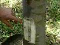 沉香念珠手鍊項鍊 Agarwood Eaglewood :  Teknik Inokulasi Pohon Gaharu - Agarwood