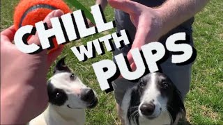 Whippet and Silken Windhound frolic to CHILL MUSIC by Airbender Dogs 1,063 views 4 years ago 5 minutes, 38 seconds