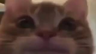 Gloop da yoink (full song slowed and reverbed)