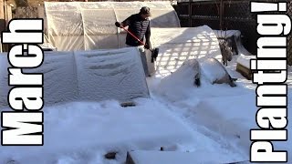 March Planting: Potatoes, Peas, Carrots, Turnips, Lettuce & Basil (Zone 5)
