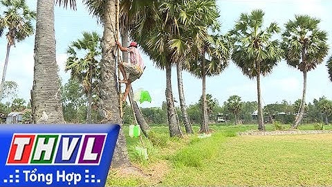 THVL | Nhịp sống đồng bằng: Vị ngọt thốt nốt