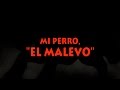 Mi perro el Malevo - Florencio Molina Campos - Osiris Rodríguez Castillo - José Martín Luengo