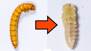 Mealworm Shedding Skin Turning into Pupa