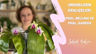 Orkidelerin Kraliçeleri Phal. Bellina Ve Phal. Samera