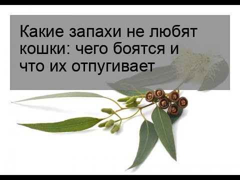 Какие запахи не любят кошки: чего боятся и что их отпугивает