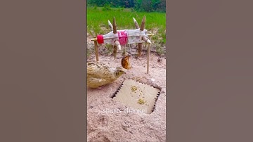 New Unique Animals Quail Trap using Coca-Cola botte #Trap #shorts