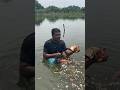 কলার মোচা কেটে পানিতে কেনো দেওয়া হচ্ছে #agriculture #farmers #banana