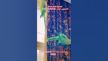 تلاوه عطره بالذكر الكريم #اكسبلور #cutebird #birds #cuteparrot #foryou