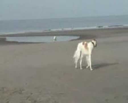 Fadeï vind een bal .