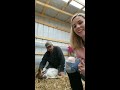 First time castrating goats