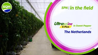 SPN in the Field – Ultrasol®ine in Sweet Pepper