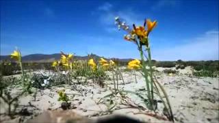 Desierto se transforma en alfombra de flores