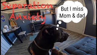 Owner/Operator Dog boarding business from home Dealing with separation anxiety . #dog #vlog