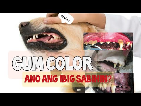 Video: Dog Enlarged Gums - Pinalaki Na Gums Diagnosis Sa Mga Aso