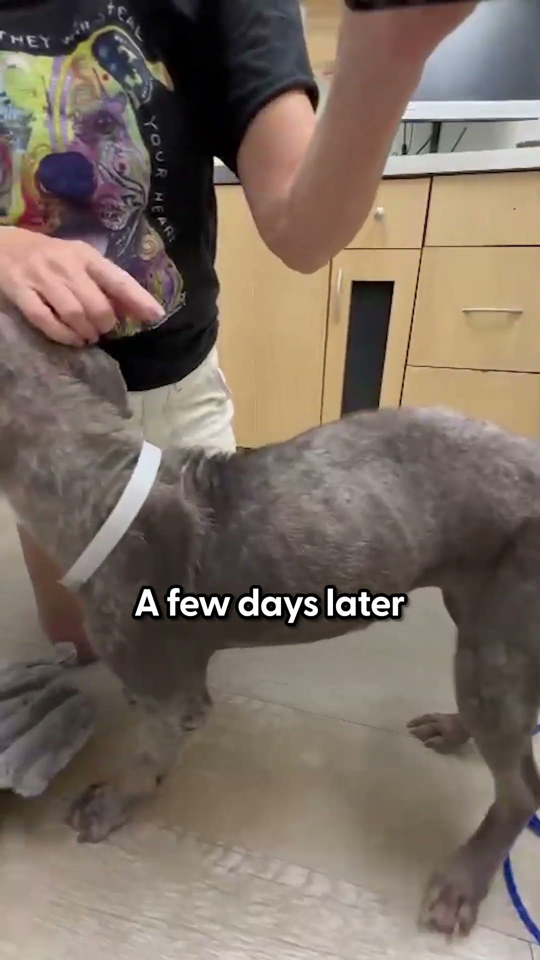 Skinny Stray Pittie Shows Up On Woman's Doorstep During Hurricane | The Dodo