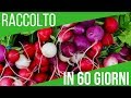 COME COLTIVARE I RAVANELLI (RACCOLTO IN 2 MESI) | ORTO E GIARDINAGGIO