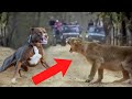 Perros vs Animales Salvajes