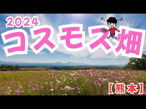 コスモス畑のタイムラプス集（熊本県産山村ヒゴタイ公園）【4Kタイムラプス】