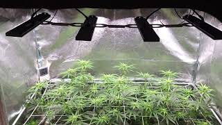 Tangerine Dream, Orange Juice & After Dinner Breath, Garden Update #6