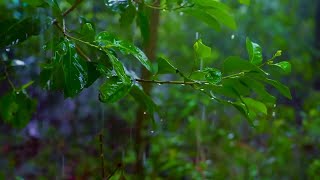 أأصوات المطر في الغابات المطيرة للنوم أو الدراسة | White Noise Gentle Rain 8 Hours